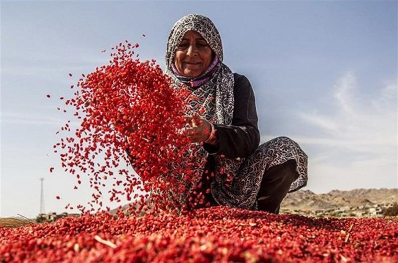 با اجرای این طرح بیکاران شاغل می‌شوند